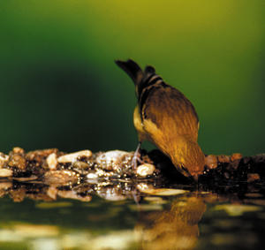 Goldfinch on Birdbath