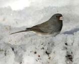 Darkeyed Junco