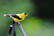 American Goldfinch