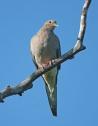 mourning dove